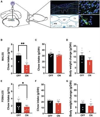 Sex-divergent effects of hindbrain GLP-1-producing neuron activation in rats